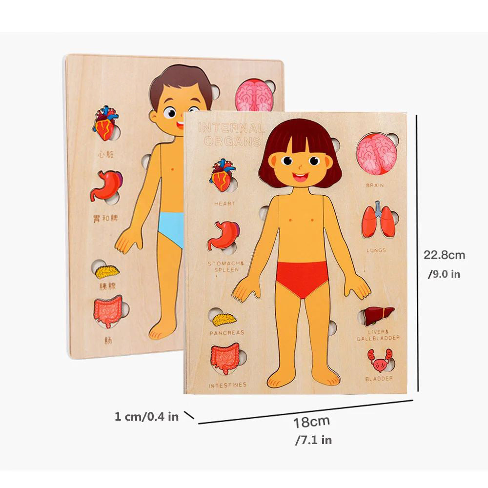 Wooden Human Body Organs Board