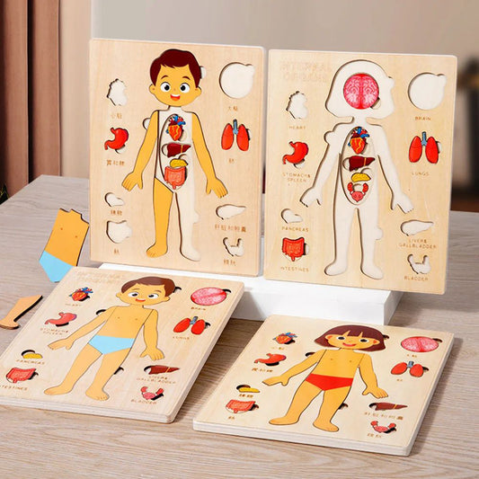 Wooden Human Body Organs Board