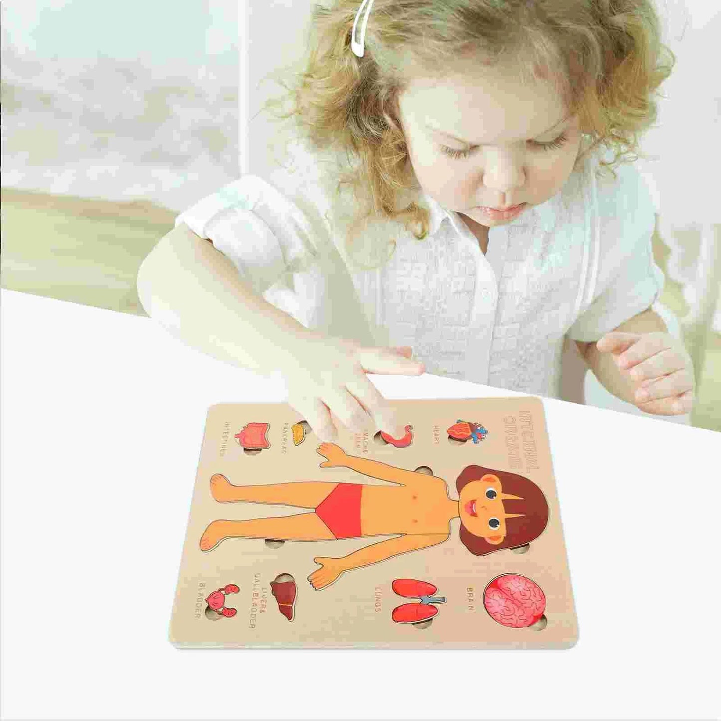 Wooden Human Body Organs Board