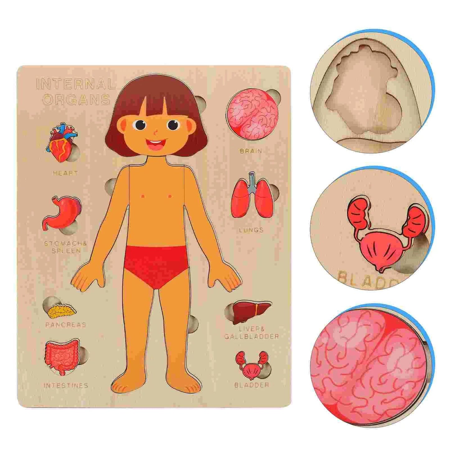 Wooden Human Body Organs Board