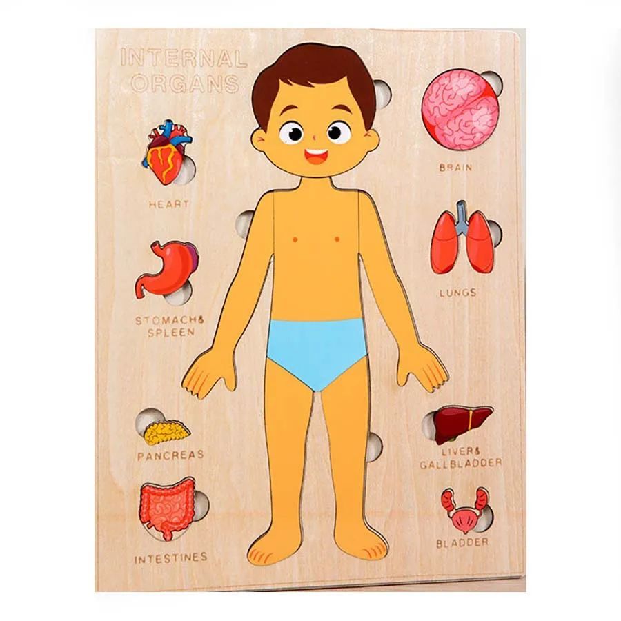 Wooden Human Body Organs Board