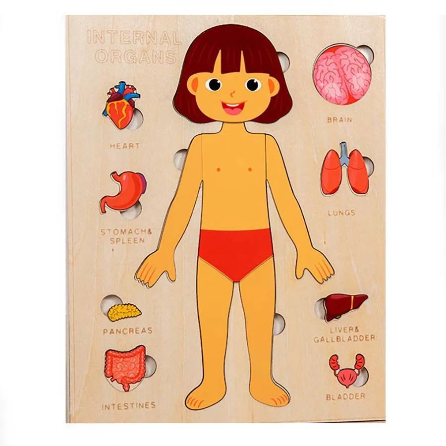 Wooden Human Body Organs Board