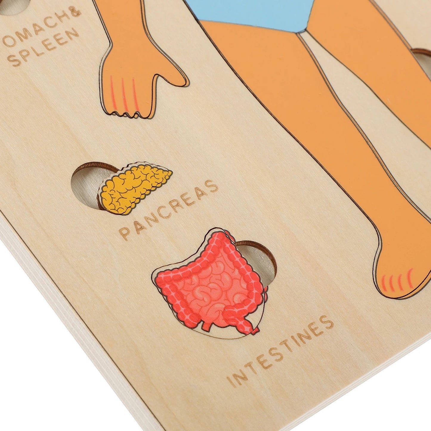 Wooden Human Body Organs Board