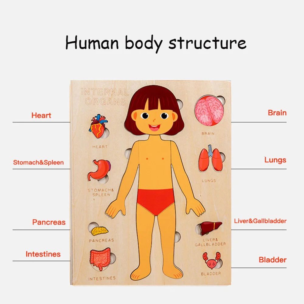 Wooden Human Body Organs Board