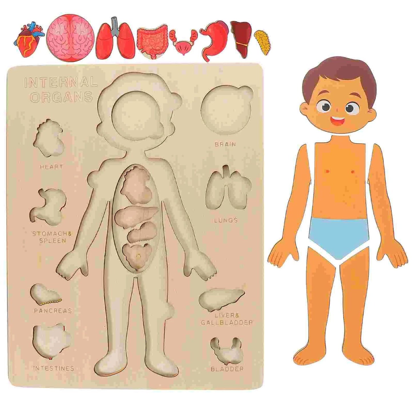 Wooden Human Body Organs Board